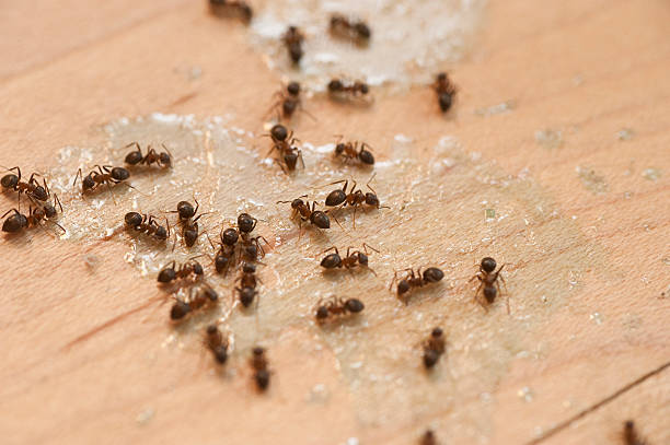 Best Mosquito Control Services  in Inkerman, PA