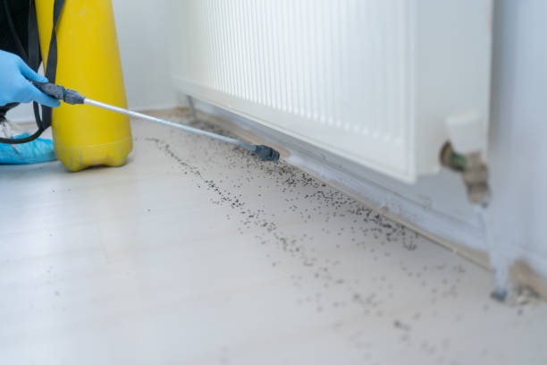 Best Affordable Pest Control Services  in Inkerman, PA